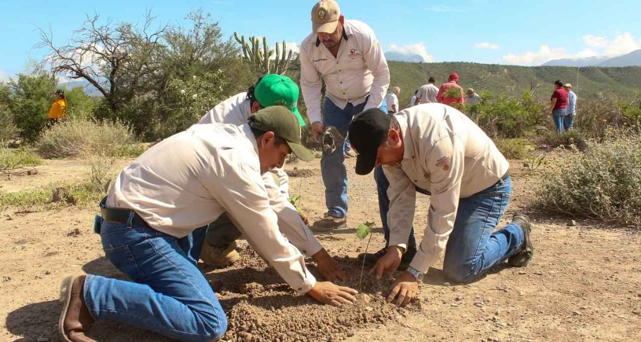 La Jornada Nacional de Reforestación llegará a las 32 entidades.jpg